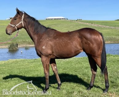 Discover Premium Horses for Sale at Bloodstock Auction